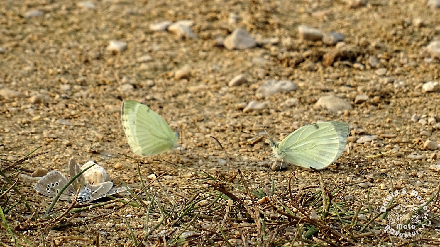 Butterfly fights at Izvor Cetine