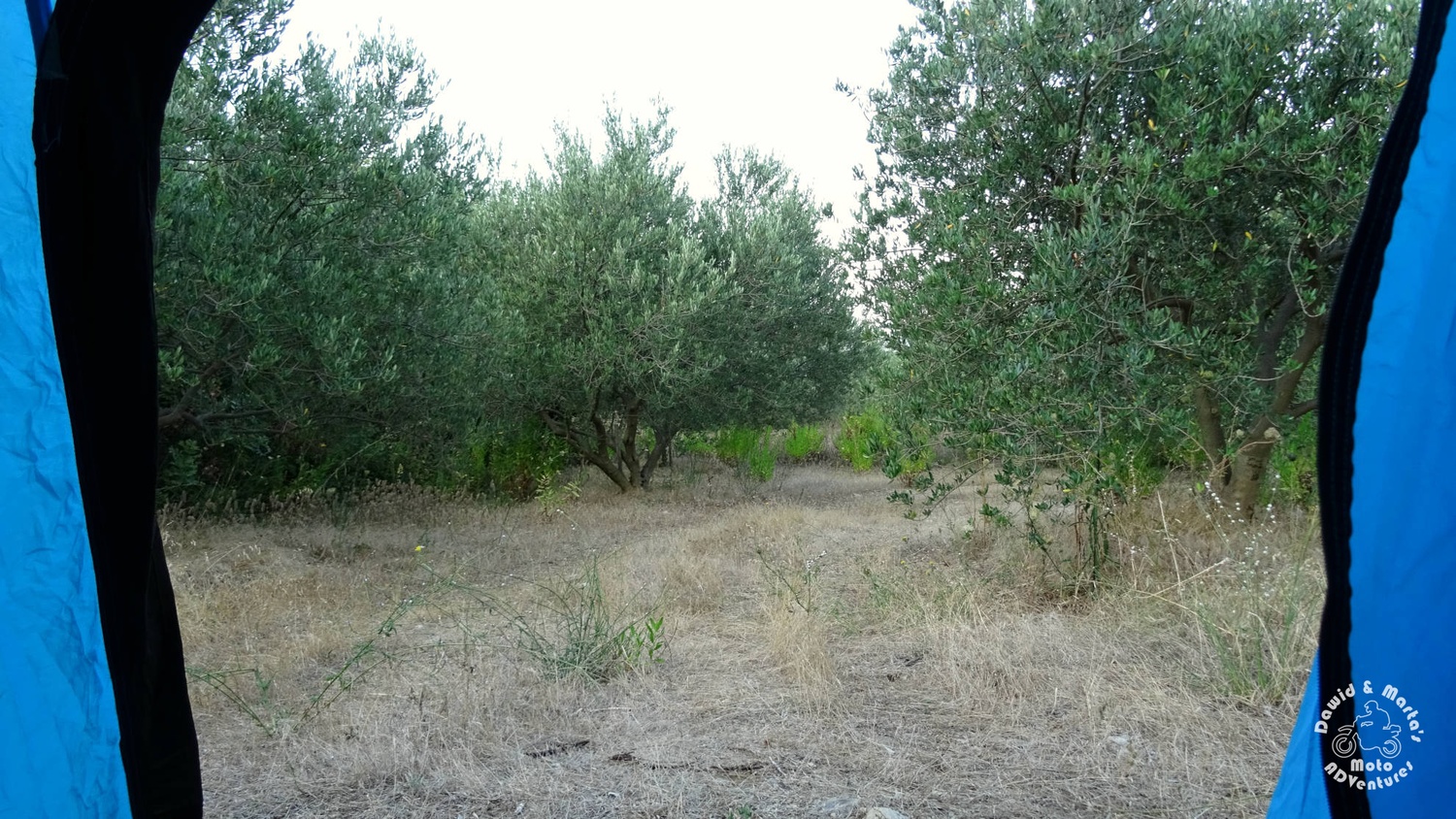 The olive grove at camping near Croatian Raba spot