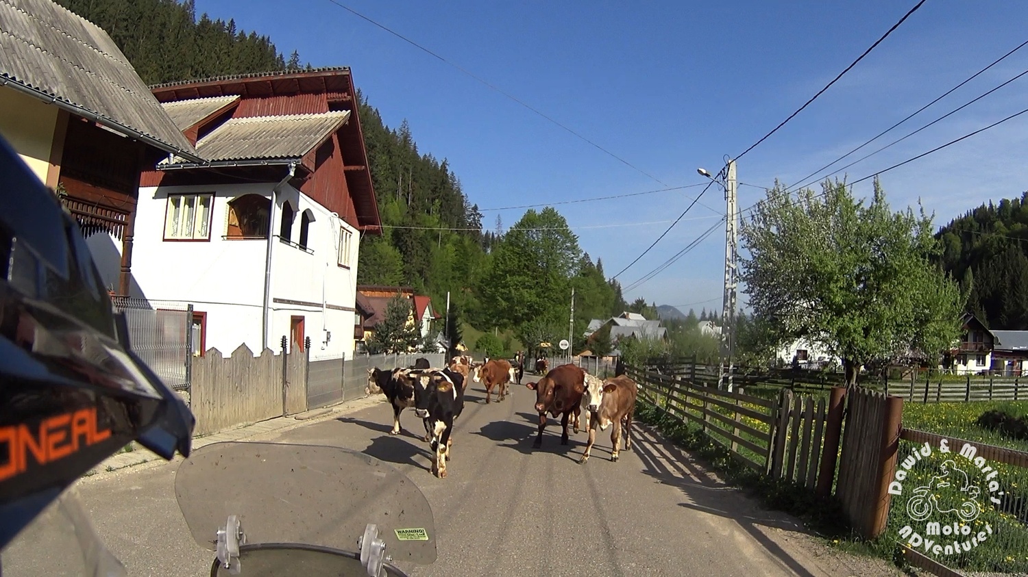 Cows on the way to Chiril Romania