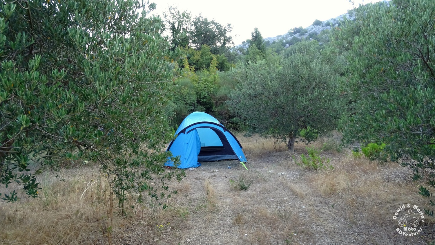The olive grove at camping near Croatian Raba