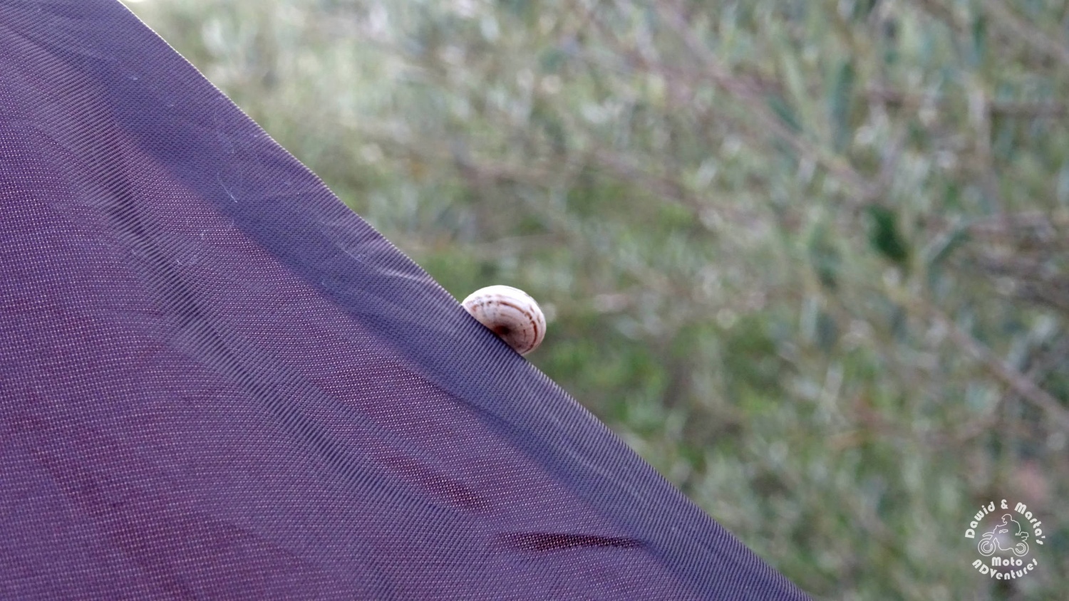 Snail in the tent