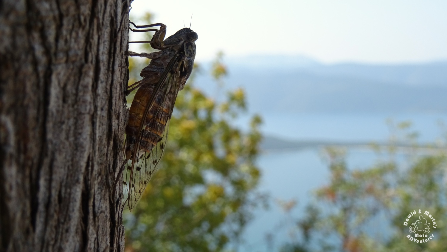 Croatian Cicada
