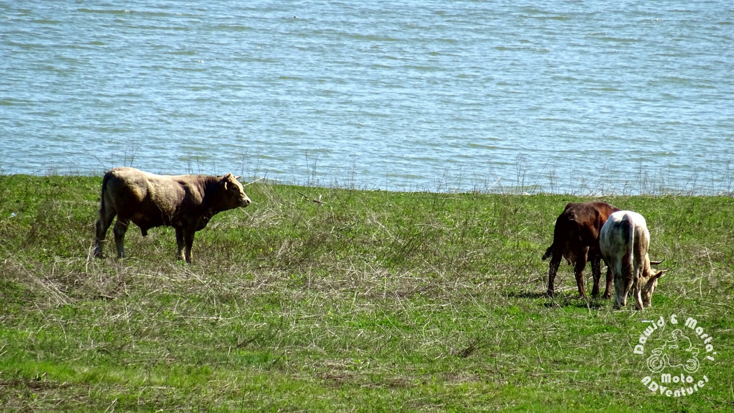 Cows at the Bicaz Lake