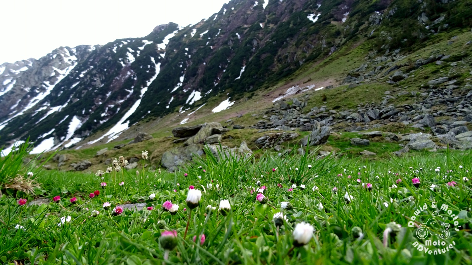 flowers in Fagaras Mountains